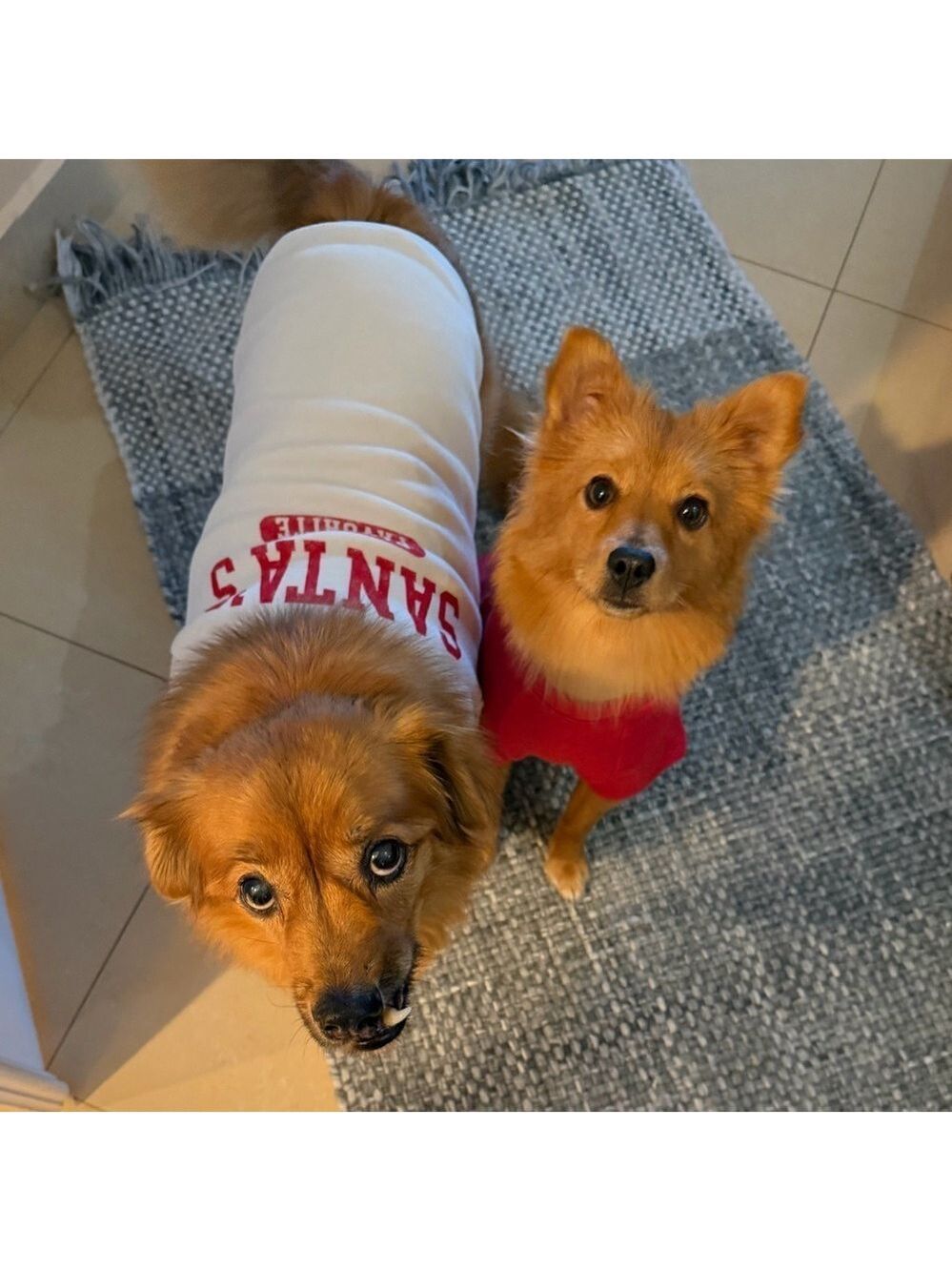 Santa's Favorite Dog Sweater - White and Red - Picture 2 of 4